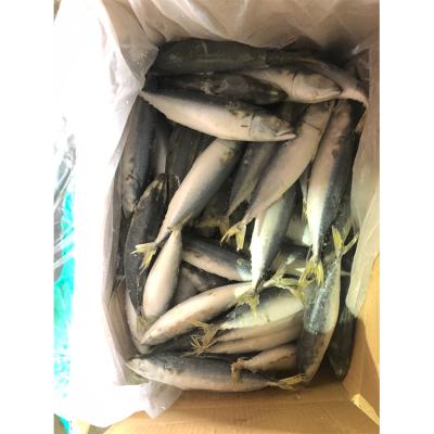 China Various NATURE Top Quality Fish Frozen Tasty Frozen Mackerel Fish Spanish Mackerel for sale