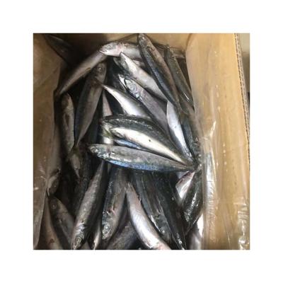 China 2022 New China NATURE High Quality Scad Seafood Fish Frozen Round Scad for sale