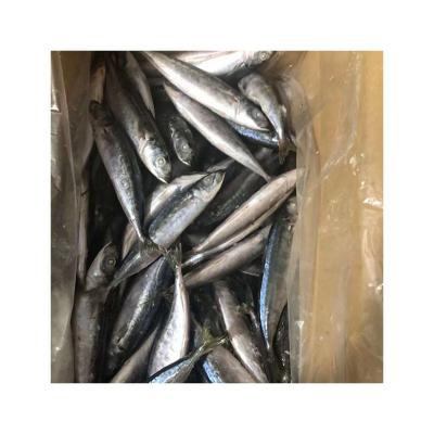 China 2022 NATURE China Fresh Cheap Price Round Scad Good Quality Scad Frozen Fish for sale