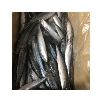 China NATURE Factory Sale Various Frozen Round Scad Most Competitive Frozen Fish for sale