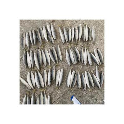 China Hot Selling NATURE Safety And Nutrition Frozen Fish Manufacturers Frozen Around Scad for sale