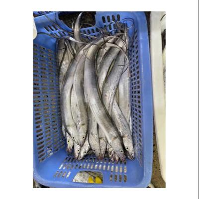 China NATURE Variety Cooking Methods Wholesale Frozen Hairtail Trichiurus Lepturus Fish for sale