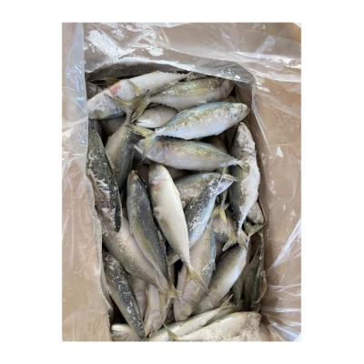 China 2022 NATURE Mackerel Hot Selling Whole Frozen Seafood Rastrelliger Kanagurta for sale