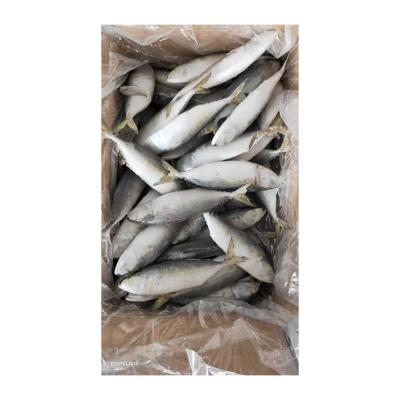 China NATURE Frozen Fish Rastrelliger Kanagurta Manufacturers Fine Quality for sale