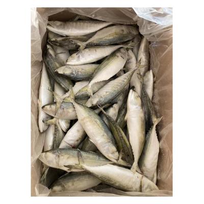 China NATURE Mackerel Rastrelliger Kanagurta Hot Selling Wholesale Frozen Mackerel for sale