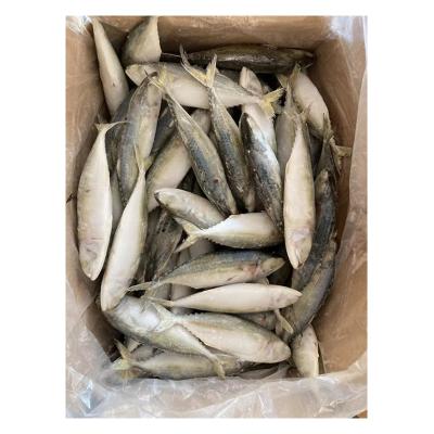 China NATURE the fine quality frozen mackerel fish Rastrelliger Kanagurta wholesale for sale