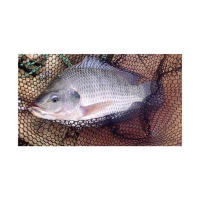 China NATURE Top Sale Guaranteed Quality Cheap Frozen Tilapia Healthy Frozen Black Tilapia for sale