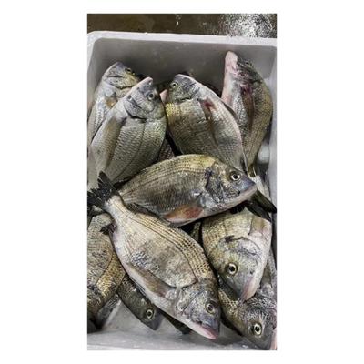 China NATURE Factory Direct Sales Frozen Tilapia Nutrition and Health Frozen Black Tilapia for sale