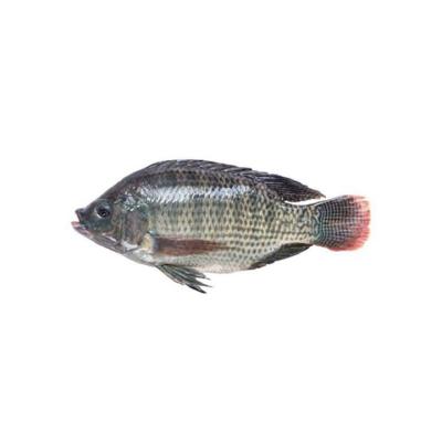 China Frozen Tilapia Chinese NATURE Good Quality Full Black Tilapia Fresh Jellies Features for sale