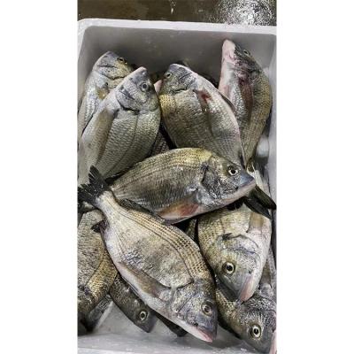 China Unique Wholesale Quality Guaranteed Quality Tilapia Fish Frozen Cheap Black Tilapia for sale