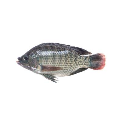 China NATURE Factory Direct Sales Jelly Black Tilapia Quality Fresh Frozen Tilapia for sale