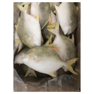 China NATURE Wild Deep Sea Seafood Wholesale Frozen Whole Fish Golden Piglet for sale