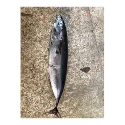 China 2022 NATURE Bonito Whole Round Seafood Hot Selling Fresh Frozen Bonito for sale