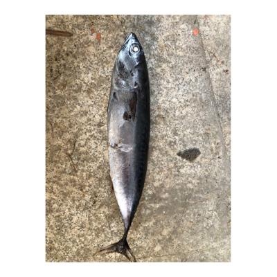 China NATURE High Quality Fresh For Sale Wholesale Frozen Fish Fresh Bonito for sale