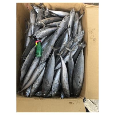 China NATURE Unique Whole Flavor Whole Frozen Stripes Large Size Round Bonito Fish for sale