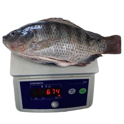 China Wholesale Price Organic Tilapia Gutted Frozen Tilapia Fish for sale