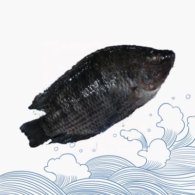 China Best Quality China Organic Farm Raised Whole Round Fresh Frozen Black Tilapia Fish For Afirca for sale