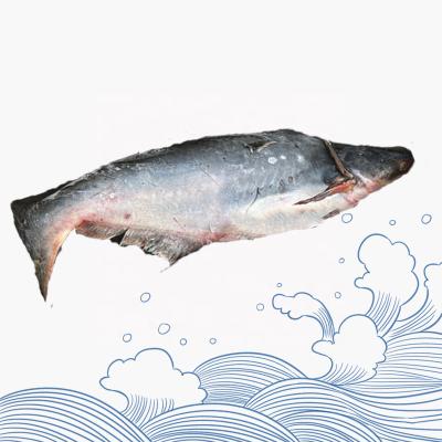 China NATURE Hot Sale Ready Stock Whole Round Pangasius Basa Fresh Frozen Fish From Pangas To Africa for sale