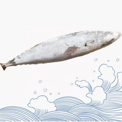 China Seafrozen Organic Hot Whole Round Frozen Pacific Mackerel Mackerel Fish for sale