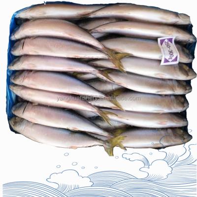 China High Quality Organic All Size China Supplier Frozen Mackerel for sale