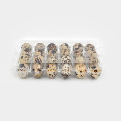 China Disposable Rectangle Quail Egg Clear Plastic Packing Box With 24 Holes for sale