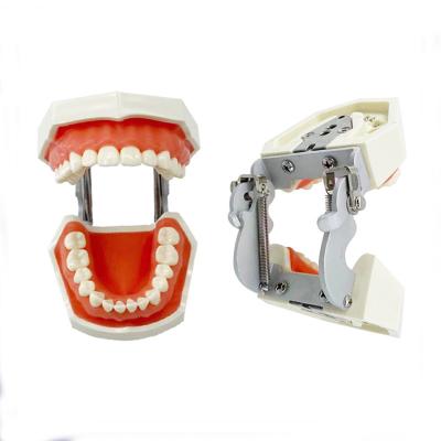 China Detailed Anatomy Structures Medical Science Practice Dental Teeth 28 Human Teeth Model Model for Dentist Training and Study of Dental Care Model 28 Teeth for sale