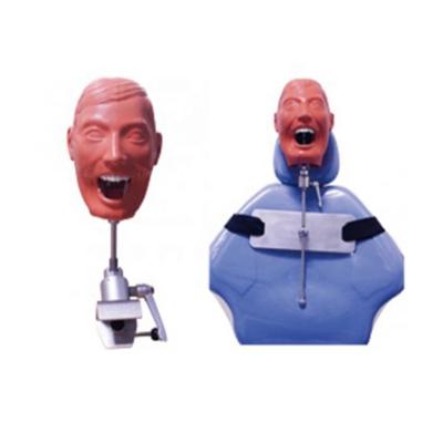 China Dental School Dental Head Model With Water Drainage For Dental Schools Teaching Programs for sale