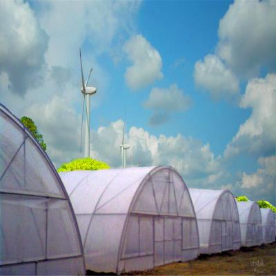 China Plastic Film Single Span Tunnel Film Greenhouse With Single Layer Film For Lettuce/Spinach/Cerly for sale