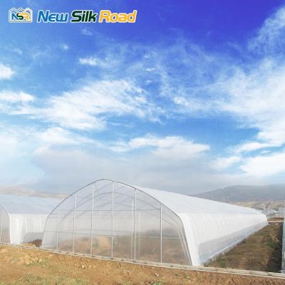 China Hot Sale Factory Price Agricultural Single Span NSR Greenhouse Grow House Greenhouse For Sale for sale