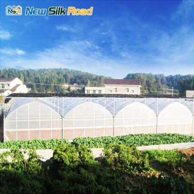 China Economic Plastic PE NSR Greenhouse Multispan Agriculture Green House for sale