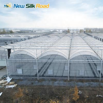 China Economic Plastic NSR Greenhouse Double Arch Agricultural Planting Greenhouse for sale