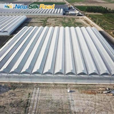 China PE NSR Greenhouse China Economic Plastic Greenhouse Uzbekistan Greenhouse Vegetable Issiqxona for sale