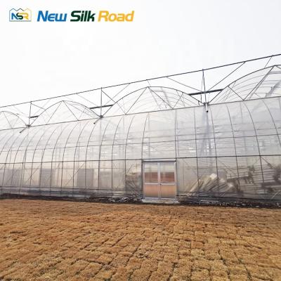 China PE NSR Greenhouse Economic Greenhouse Low Cost Uzbekistan Plastic Vegetable Greenhouse Issiqxona for sale