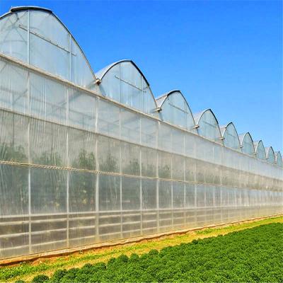 China Customized Plastic Film Multispan Film Greenhouse Fortomato Growing for sale