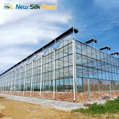 China Efficient Toughened Glass NSR Greenhouse Venlo Multi-span Tempered Glass Greenhouse For Agriculture for sale