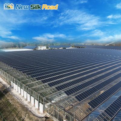 China Vegetable / Flower Planting Economical NSR Greenhouse Multi-span Agricultural Glass Greenhouse for sale