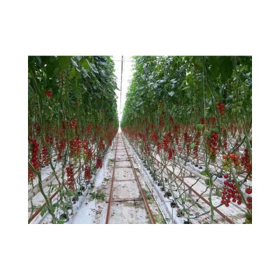 China Stable Structurection Works PC Wholesale Vegetable Stable Leaf Structure Strawberry Flower Soilless Fruit Cultivation for sale