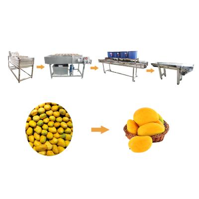 China Snack Factory Factory Price Apple Peach Mango Orange Wash Dehydrating Sorter Fruit and Vegetable Processing Line for sale