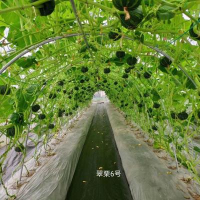 China HDPE +UV stabilized green plant support net for sale