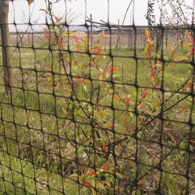 China Black Plastic PP , Green Plastic Deer Fence / Net Agriculture Net for sale