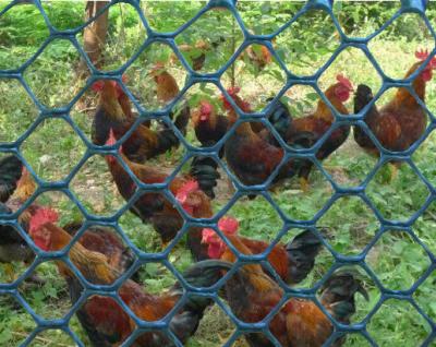 China Easily Assembled Plastic Chicken Poultry Farm Fence, Protective Chicken Fence Manufacturing for sale