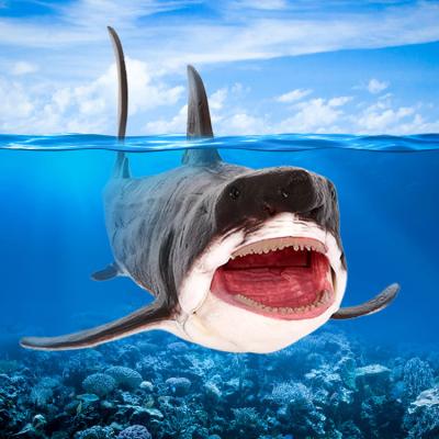 China Sea Life Animal Models Wholesale PVC Simulation Solid Model Sea Creature Toys The Great White Shark Action Figures Animal Toys for sale