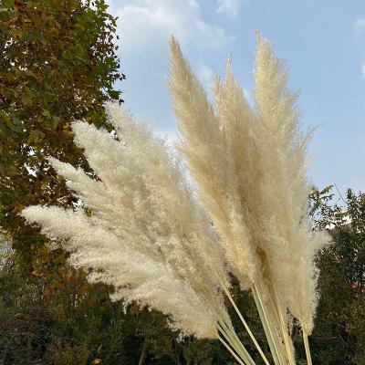 China Natural DREA Wedding Decorations 120cm Long Natural Dry Decorative Pampas Grass Plant Wholesale for sale