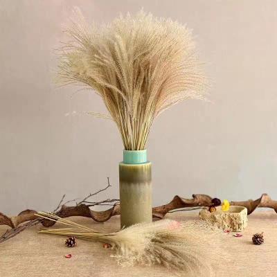 China Natural Touch DREA Variety Grades Hot Selling Natural Dry Pampas Grass Dried Flowers Original And White Color for sale