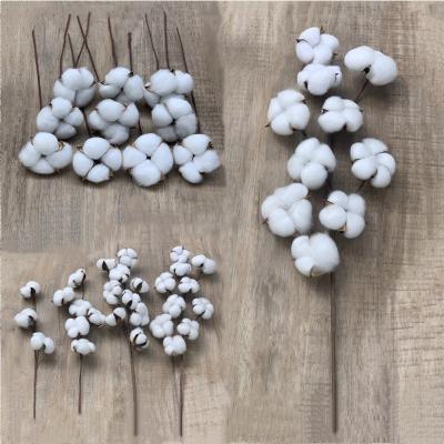 China DREA China Eco-friendly Wholesale Variety Sizes DIY Natural Dried Flowers Cotton Stems Cotton Dried Flower for sale