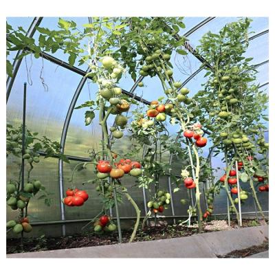 China Direct Selling Waterproof Greenhouse Manufacturer Foshan Tomatoes Plastic Sheet Material Greenhouses For Farm Tomatoes for sale