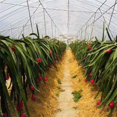 China Waterproof Transparent Tarpaulin Sheet Greenhouse Film Circle House Tunnel For Pitaya Planting Greenhouse for sale