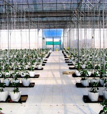 China Agriculture Use Hot Sale White Weed Control Mat Weed Barrier Fabric Vegetable Planting Ground Cover For Vegeatbles Greenhouse for sale