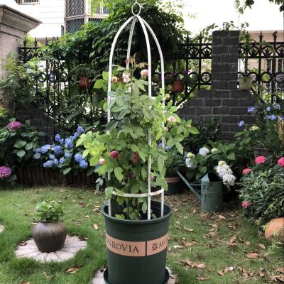 China Easily Assembled Plant Trellis Garden Plant Trellis Climbing Trellis for sale