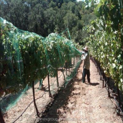 China Durable netting of bird protect for grape seedlings for sale